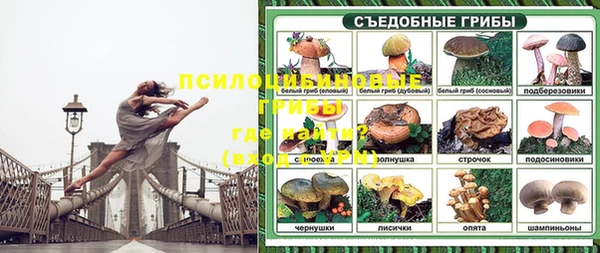 молекула духа Богданович